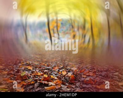 Wind weht gelbe Blätter im Herbst hellen Wäldern. Hintergrund mit fallenden, fliegenden, lebendigen Blättern im Wald. Stockfoto