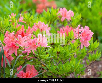 Blühender Busch von rosa Azaleen im botanischen Garten. Immergrüner Rhododendron mit schönen Blüten auf grünem Hintergrund mit weichem Fokus Stockfoto