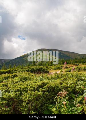 Der Gipfel des Hoverla in den ukrainischen Karpaten vor dem Hintergrund niedriger Wolken. Sommerlandschaft in den Bergen, vertikal Stockfoto