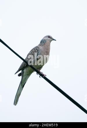 Ein gefleckter Taubenvögel, der auf dem Seil in isoliertem weißem Hintergrund sitzt Stockfoto