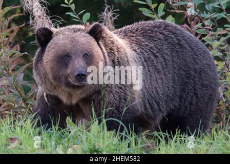 Grizzly Bear entlang des Cassiar Highway im Norden von British Columbia, Kanada Stockfoto