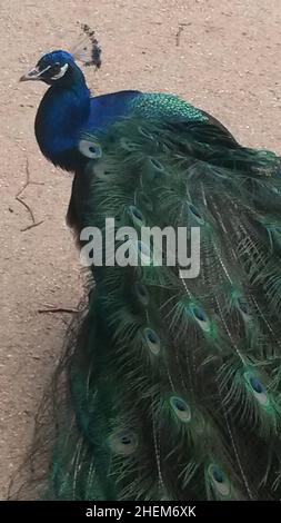 Pfau auf der Pfaueninsel bei Berlin Stockfoto