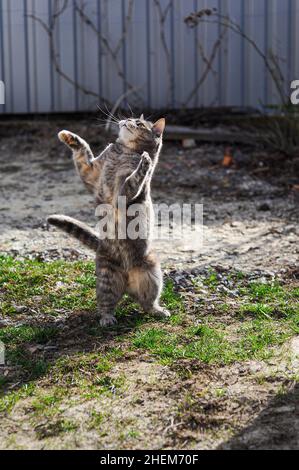 Eine graue Erwachsene Katze spielt auf dem Hof. Die Katze steht auf ihren Hinterbeinen und fängt ein Spielzeug. Stockfoto