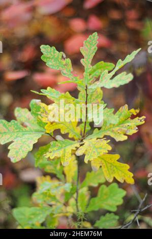 Junge Eiche im Herbstwald, farbenfroher Hintergrund mit selektivem Fokus. Stockfoto