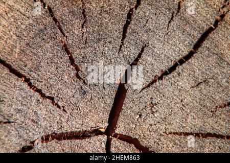 Die Textur des Schnittes eines Baumes mit den Rissen und den Jahresringen, der Nahaufnahme, den großen kontrastierenden Rissen. Trockenes Holz. Stockfoto