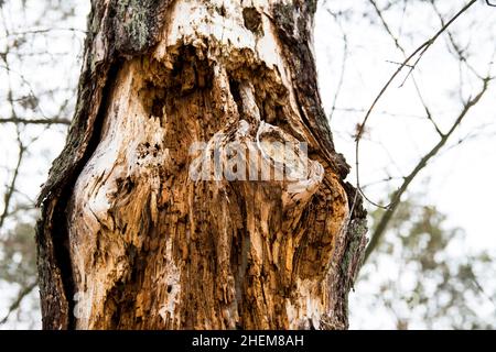 Verfaulter alter Baum im Nahaufnahme des Waldes. Touchwood, Punkholz. Stockfoto