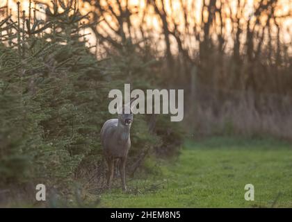 Ein Reh leckt ihre Nase, während er in einer Plantage mit Weihnachtsbäumen steht. Suffolk, Großbritannien. Stockfoto