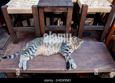 Eine grau-schwarze Katze liegt auf einem Holzstuhl Stockfoto