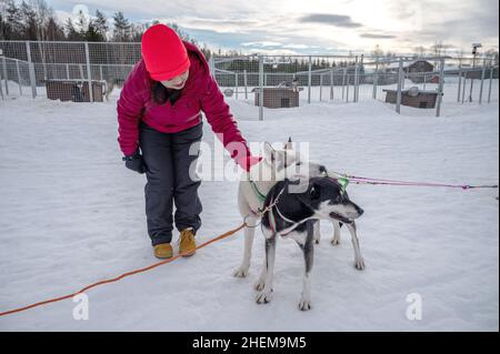 Husky Hund im Schnee Wunderland. Nahaufnahme einer hübschen Frau in farbenfroher Kleidung, die ihren Husky Dog im Winterpark umarmt. Alaskan Malamute, im Freien Stockfoto