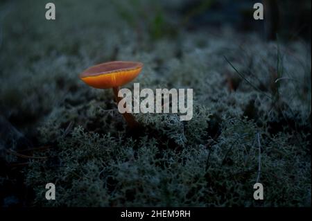 Schuss eines glühenden Pilzes. Essbare Pilze. Nahaufnahme von giftigen Pilzen im Wald mit Kopierraum. Unscharfer Hintergrund. Stockfoto