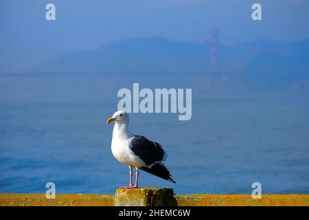 Golden Gate Bridge in San Francisco am Abend mit Sonnennebel Dunst mit Möwe am Pier Stockfoto