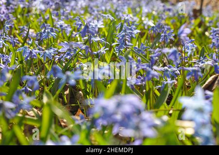 Proleska oder Scylla - blauer Schneeglöß, der erste Frühling blüht. Wunderschöne blaue Blume. Scylla blüht auf dem Hintergrund der Natur. Stockfoto