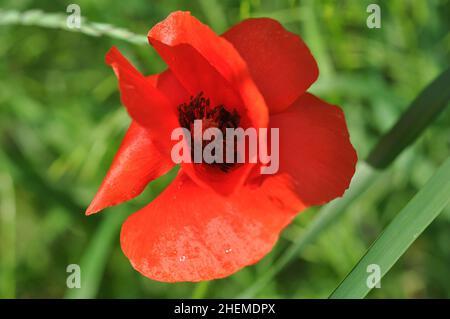 Poppy Blume oder papaver frühen Frühling auf einem grünen Rasen Hintergrund Hochwertige Stock Foto. Stockfoto