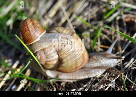 Schnecken krabbeln im Gras. Nahaufnahme. Selektiver Fokus auf eine kleine Schnecke. Familie der Schnecken. Spaßkonzept Eltern und Kinder wandern in der Natur Stockfoto