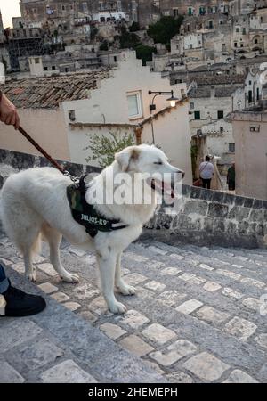 Miera, Italien - 18. September 2019: Glücklicher maremma-Schäferhund in Miera. Großer weißer Hund Rasse maremmano abruzzese Schäferhund Spaziergang im Feld der Lupine Stockfoto