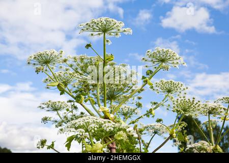 Im Sommer ist das Riesenkraut im Sonnenlicht. Eine große Schwertkrautpflanze mit einem weißen Blütenstand. Giftige Pflanze. Stockfoto