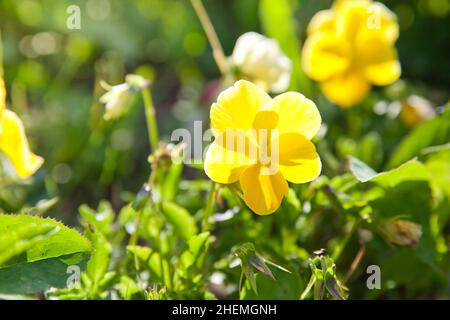 pansy Flower. Die Gartenschnepfe ist eine Art großblühiger Hybridpflanze, die als Gartenblume kultiviert wird. Stockfoto