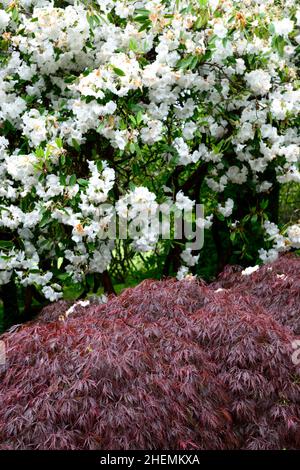 acer palmatum dissectum Granat, lila Laub, lila Blätter, japanischer Ahorn, japanischer acer, weiße Rhododendronblüten, acer und Rhododendron, Laub l Stockfoto