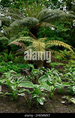 Dicksonia Antarktis, Baumfarn, Hosta, Hostas, gemischte Waldbepflanzung, schattig, schattig, schattig, schattig, Bereich, Farnery, Baumfarne, Funktion, Pflanzschema, Garten, ga Stockfoto