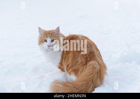 Männliche Norwegische Waldkatze, die im Schnee sitzt Stockfoto