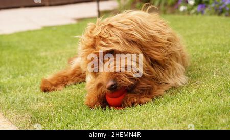 Cute Family Pet Dog, Golden Doodle draußen in der Natur, auf dem Gras liegend und ein Spielzeug käuend. Stockfoto