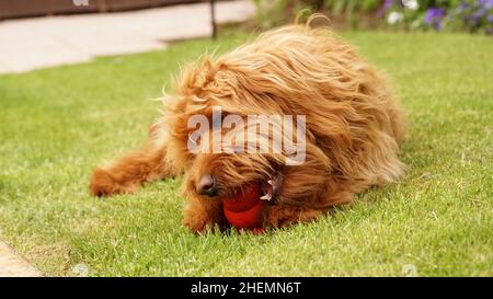 Cute Family Pet Dog, Golden Doodle draußen in der Natur, auf dem Gras liegend und ein Spielzeug käuend. Stockfoto