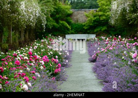 Regen fällt auf doppelte krautige Pfingstrose Grenze, Pfingstrose, pfingstrosen, paeonia, nepeta, Delphinium, rosa pauls himalaya Moschus, wandernde Rose, Rosenschwamm, Rosenschwamm, pa Stockfoto