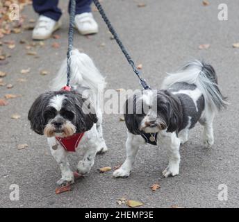 Zwei Hunde an einer Leine gesehen. Stockfoto