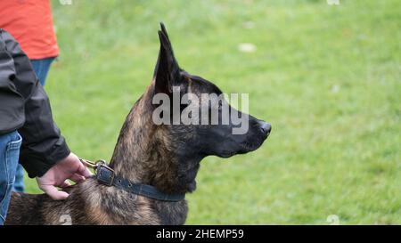 Niederländischer Schäferhund, Nahaufnahme Kopf und Schultern draußen im Park, Seitenansicht mit spitzen Ohren Stockfoto