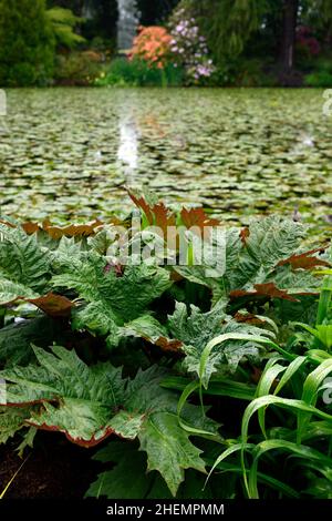 Gunnera Tinctoria, riesiger Rhabarber, Blatt, Blätter, Laub, wasserliebend, feuchter Boden, invasive Arten, invasiv, giftig, viktorianischer Garten, victoriana, neues Wachstum Stockfoto