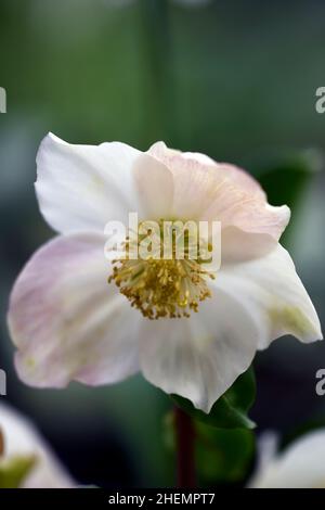 helleborus niger weihnachtslied, Hellebore, Hellebores, weihnachtsrose, Winter, weiße Blumen, Winterblüte, Winter im Garten, Stauden, Blüten, Blos Stockfoto