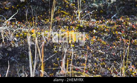 Offene Ebene bedeckt mit kleinem Gras, weichem Moos, Flechten. Felsige Steine auf dem Gras im Hügel. Schönes Landschaftsfeld mit Felsen und Steinen im Berg Stockfoto