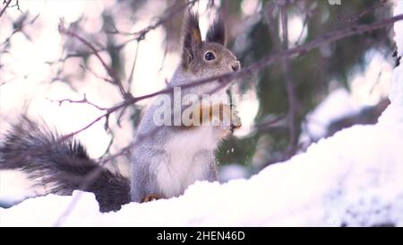 Nahaufnahme für graues Eichhörnchen, das im Winter auf einem verschneiten Baumzweig die Nuss vorsichtig aus der menschlichen Hand nimmt. Eichhörnchen sitzt auf einem verschneiten Ast und isst p Stockfoto