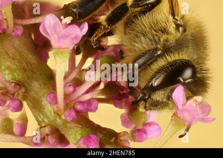 Supermakro-Ansicht der Western Honey Bee (APIs mellifera), die Nektar aus der Jadepflanzenblume sammelt Stockfoto