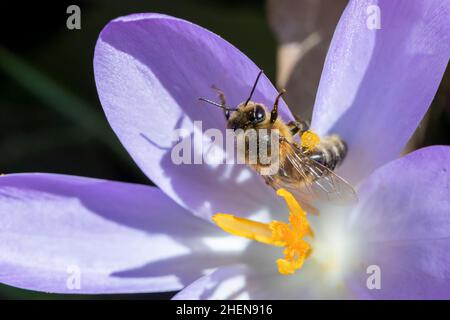 Biene sucht im Frühling in einer Krokuspflanze nach Pollen Stockfoto