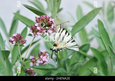 Schöner seltener Schwalbenschwanzschmetterling sammelt Nektar auf der Blüte. Dieser Schmetterling ist derzeit in einigen europäischen Ländern gesetzlich geschützt. Stockfoto