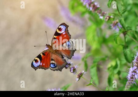 Aglais io, einfach als Pfauenschmetterling oder Europäischer Pfau bekannt, ist eine Schmetterlingsart, die zur Familie der Nymphidae gehört. Stockfoto