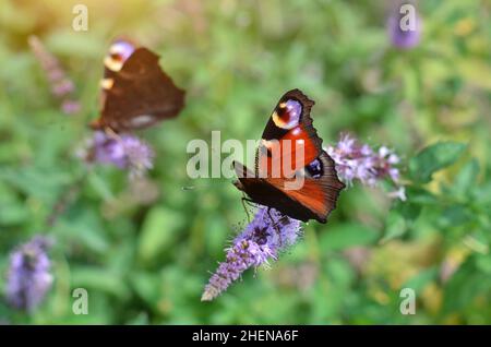 Der bunte Pfauenschmetterling, auch Europäischer Pfau oder Aglais io genannt, sammelt in seinem natürlichen Lebensraum an einem Sommertag Nektar auf einer Blume. Stockfoto