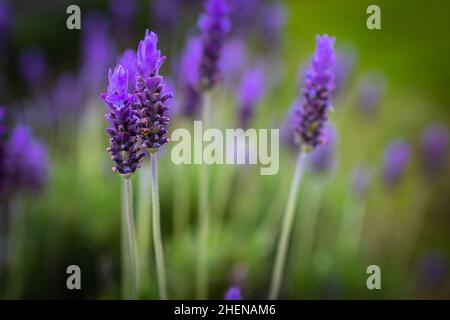 Lavendel. Blühende Lavendel Blumen Hintergrund. Lila Blüten von Lavendel. Stockfoto