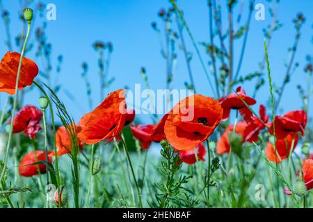 Detail der roten Mohnblume unter blauem Himmel Stockfoto