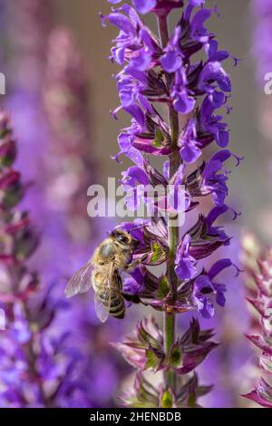 Detail der violett blühenden Lavendelpflanze mit Biene auf der Suche nach Nektar Stockfoto