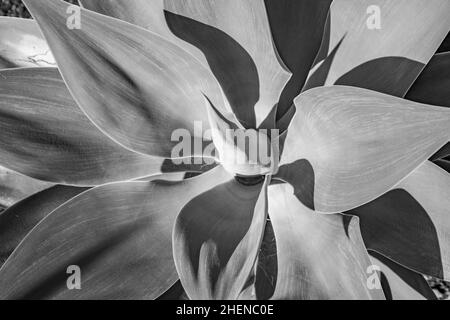 Agave Pflanze in natürlichem Sonnenlicht Stockfoto