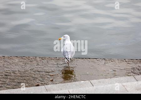 In der Nähe von Seagull Hocken auf dem Boden Stockfoto