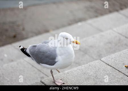 Nahaufnahme von Seagull Barching auf dem Boardwalk, nur ein Bein Stockfoto