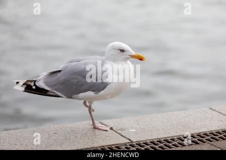 Nahaufnahme von Seagull Barching auf dem Boardwalk, nur ein Bein Stockfoto