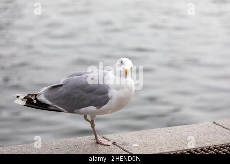 Nahaufnahme von Seagull Barching auf dem Boardwalk, nur ein Bein Stockfoto