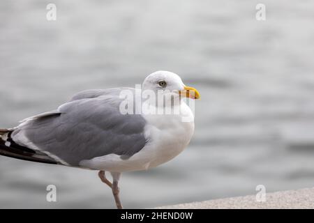 Nahaufnahme von Seagull Barching auf dem Boardwalk, nur ein Bein Stockfoto