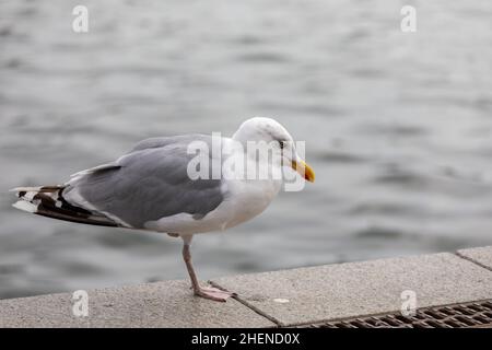 Nahaufnahme von Seagull Barching auf dem Boardwalk, nur ein Bein Stockfoto