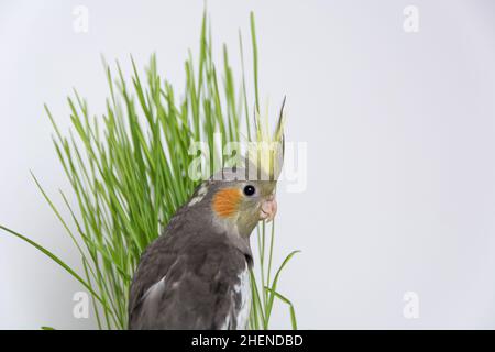 Junge niedliche graue Kakadus Papagei auf weißem Hintergrund mit grünem Weizen isoliert und kopieren Raum. Nahaufnahme, selektiver Fokus Stockfoto