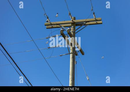 Hölzerner Strommast und klarer blauer Himmel. Elektrische Pole Stromleitungen und Drähte auf dem blauen Himmel Hintergrund. Niemand, Platz für Text kopieren, selektiv f Stockfoto